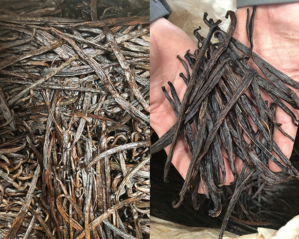 a close up picture of Madagascan vanilla pods