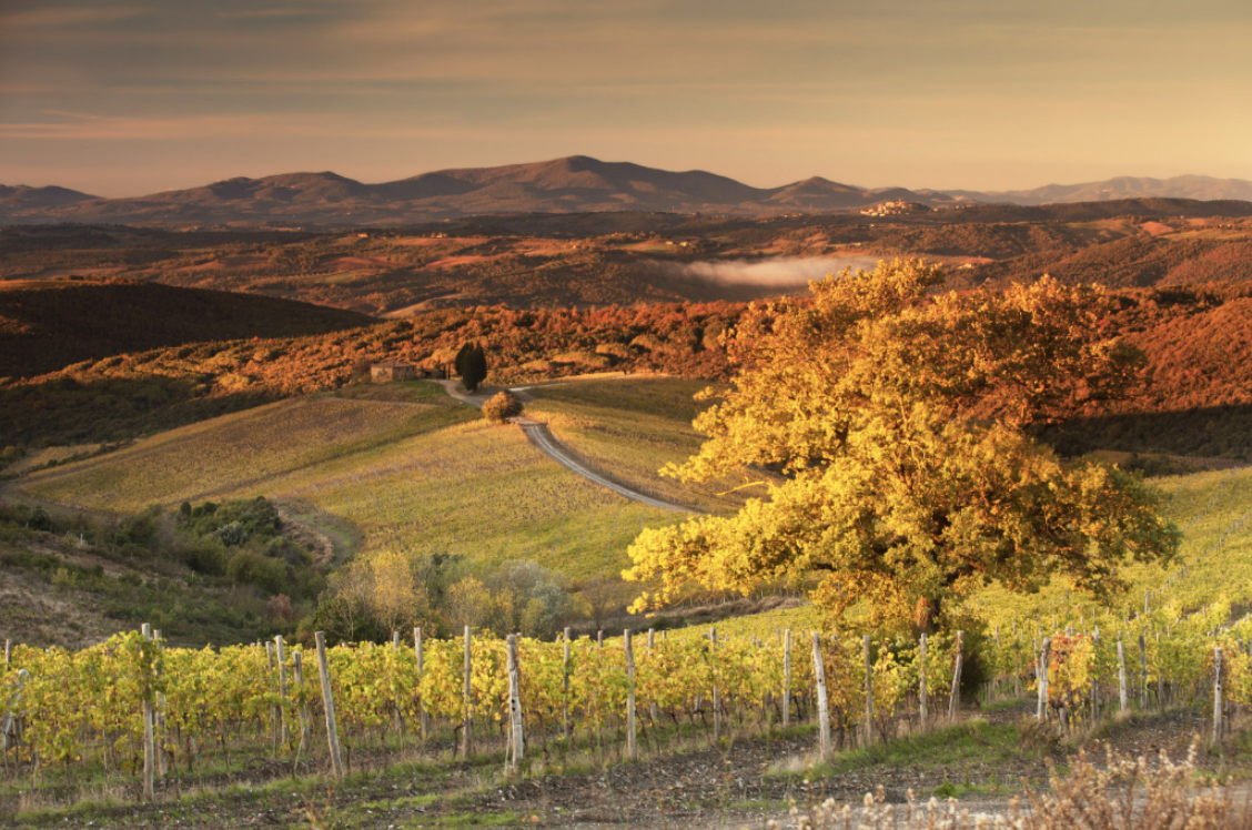Forest bathing introduced at Rosewood Castiglion del Bosco