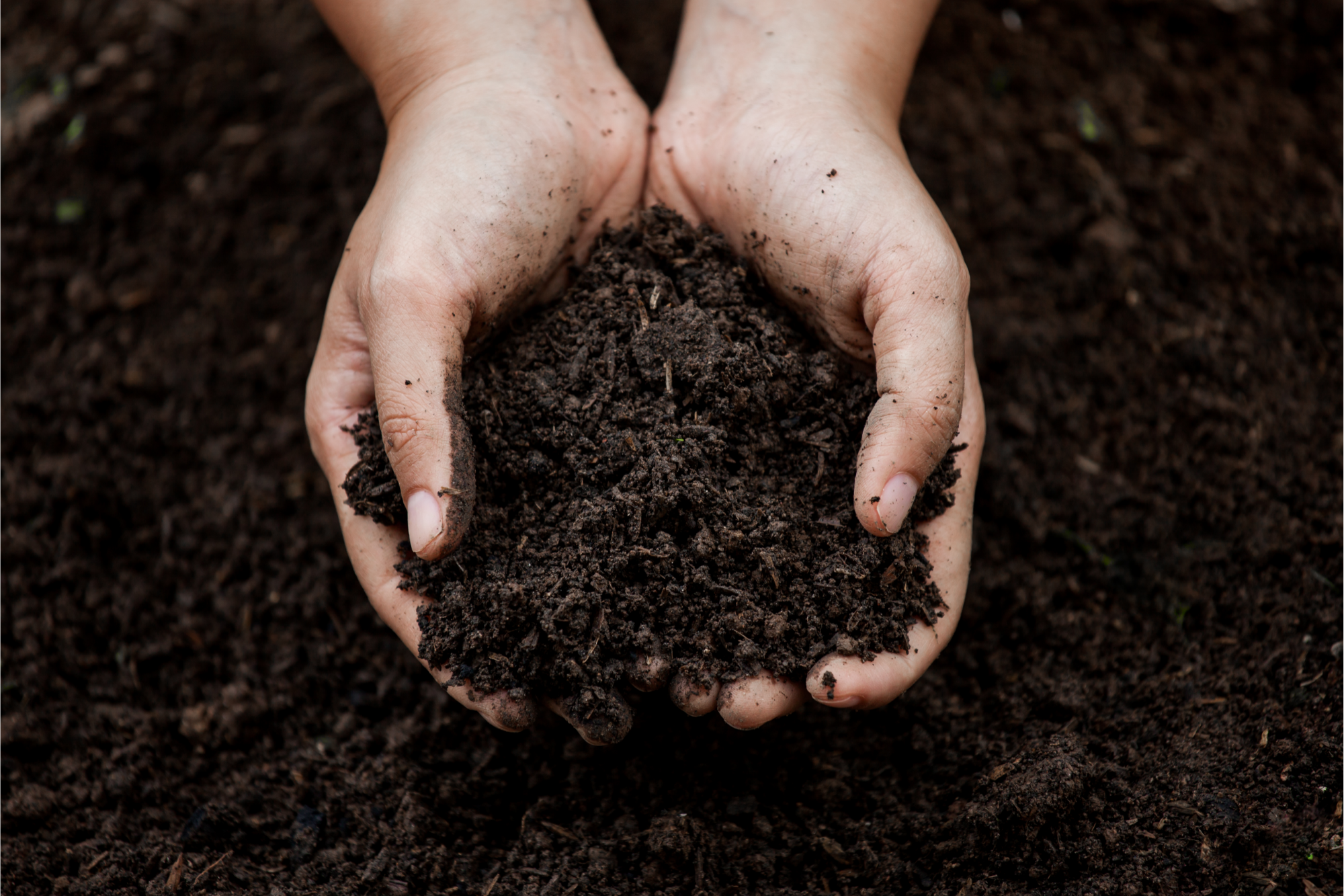 A picture of some hands scooping up fresh soil