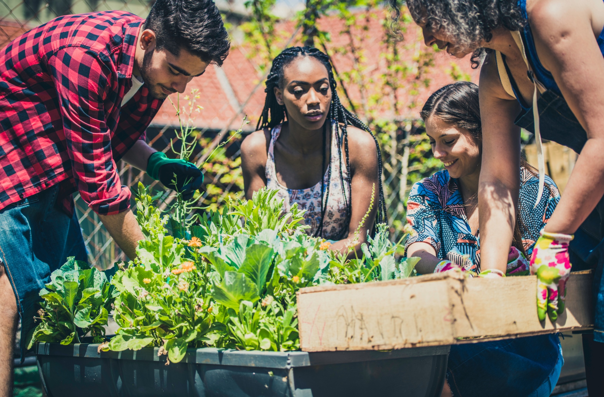 Picture of four young people in a sunny garden working with plants