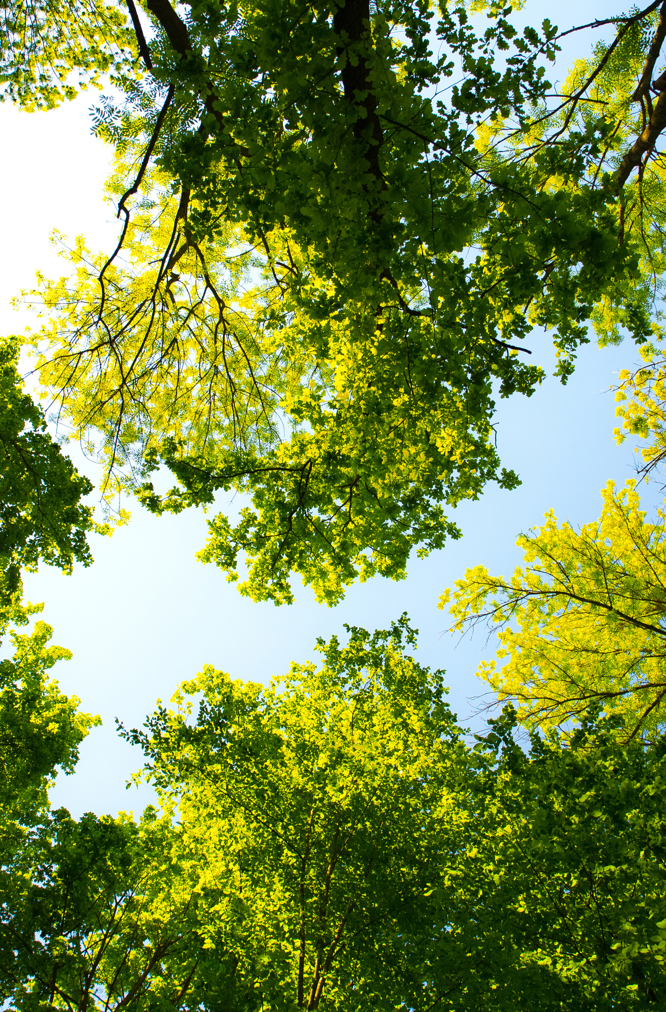Noel Asmar commits to planting 1,000 trees a month with WeForest