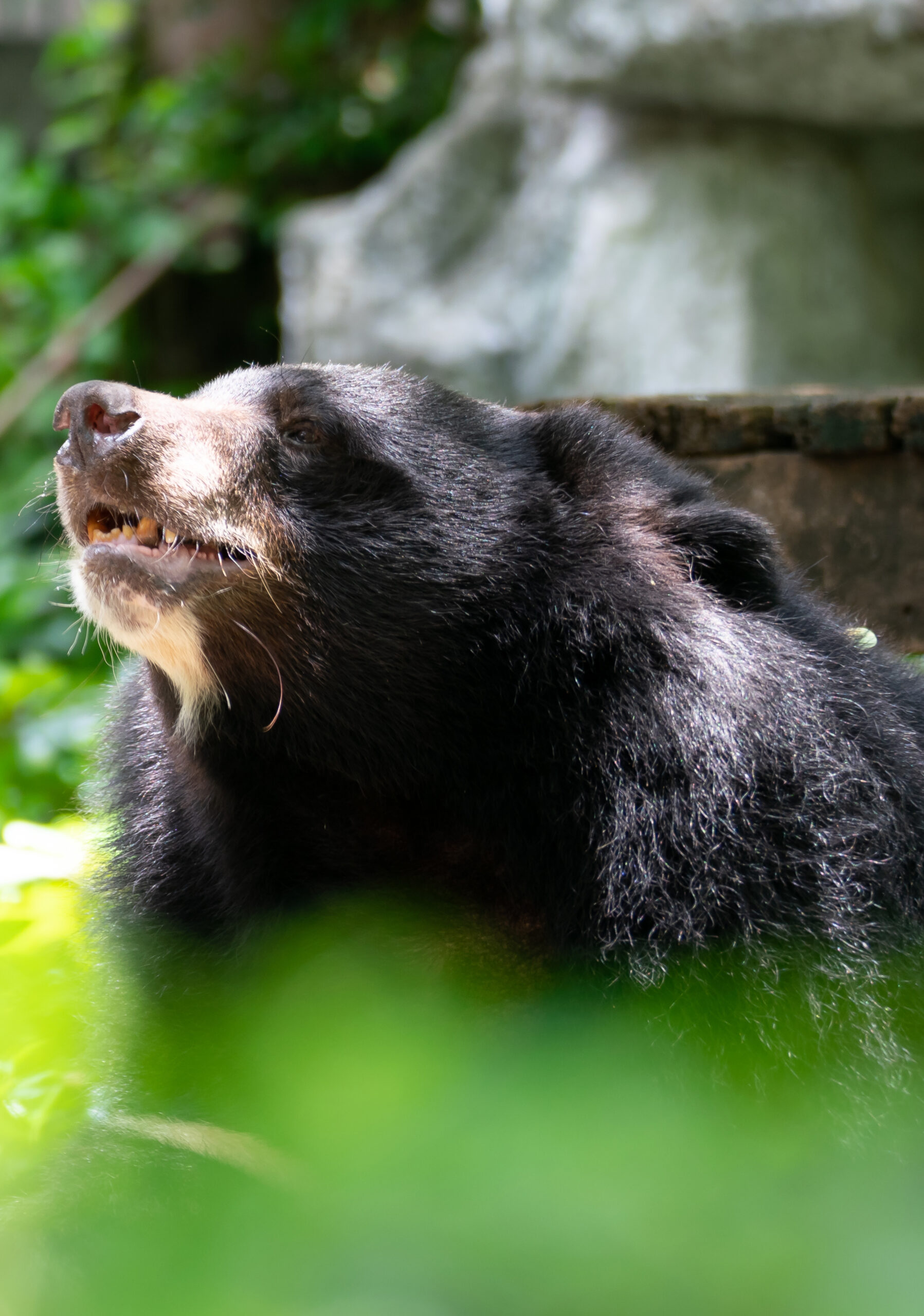 Titanic Spa launches Moon Bear retreat