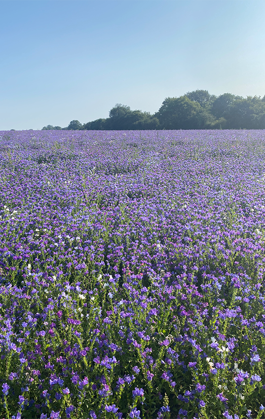 British skincare brand Elemis announces B Corp status