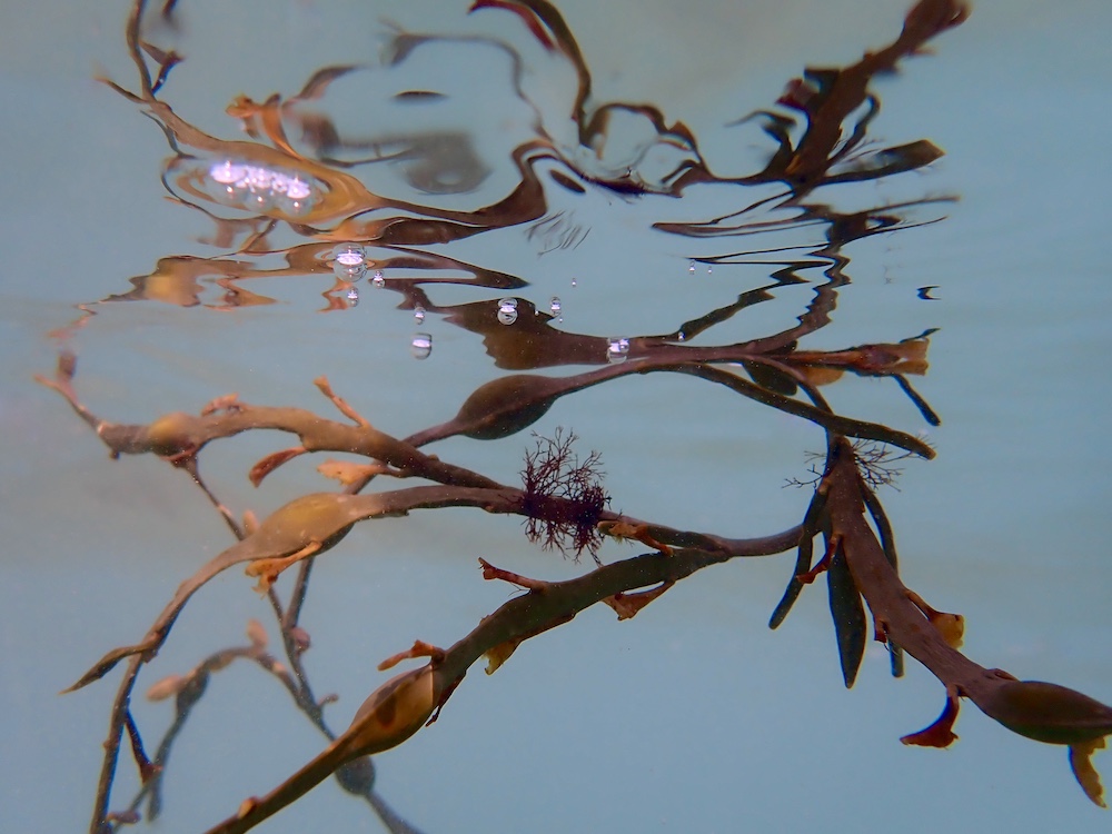 Nicola Miskin Seaweed Underwater 1