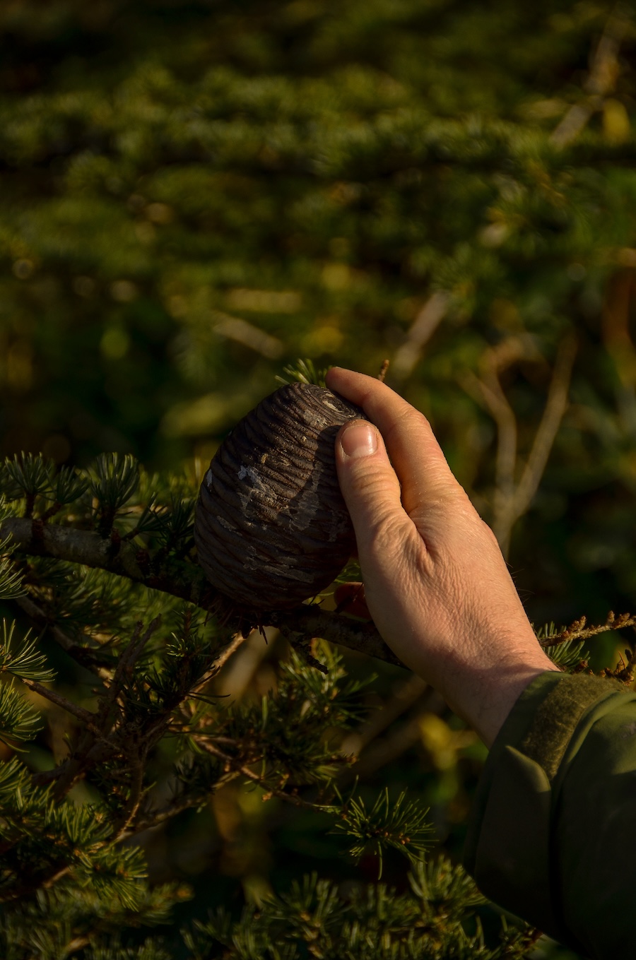 Wildsmith reveals Treescape auditory experience