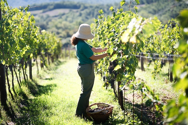 Seed to Skin Tuscany from Borgo Santo Pietro