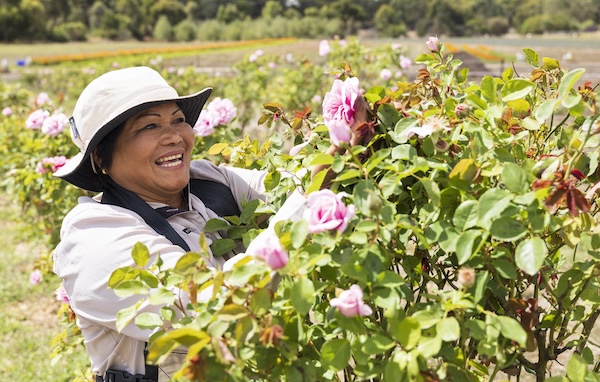 Harvesting ingredients on the Jurlique Biodynamic Farm
